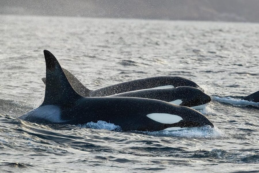 Tromsø: Orca and Whale Watching comfort heated boat Trip - Why a heated boat changes Tromsø whale watching