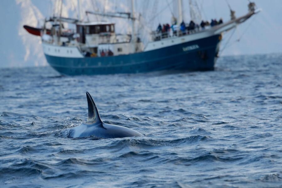 Tromsø: Orca and Whale Watching comfort heated boat Trip - The long bus ride to Skjervøy (and how to make it worth it)