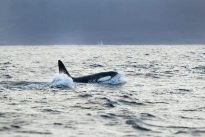 Tromsø: Orca and Whale Watching comfort heated boat Trip - Skjervøy whale watching: what the 3 hours on the water actually feels like