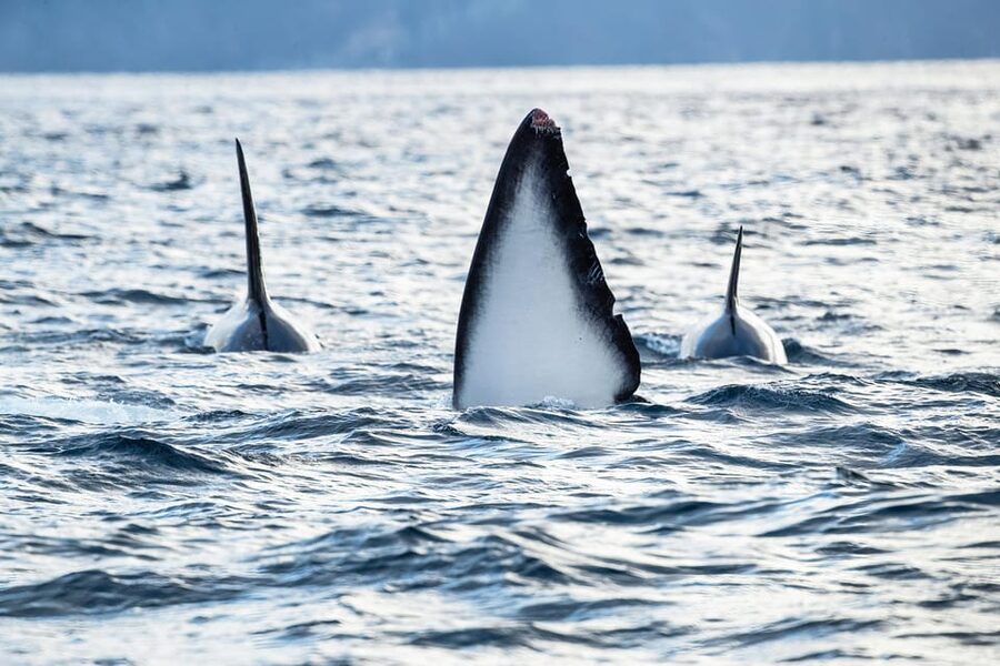 Tromsø: Orca and Whale Watching comfort heated boat Trip - Photography help that doesn’t waste your time