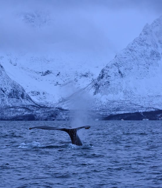 Tromsø: Orca and Whale Watching comfort heated boat Trip - The crew and guidance style: what makes the hunt feel organized