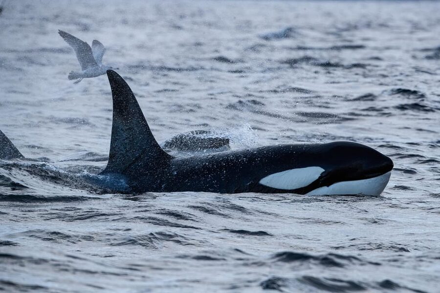 Tromsø: Orca and Whale Watching comfort heated boat Trip - Weather reality in the Arctic (and how this trip handles it)