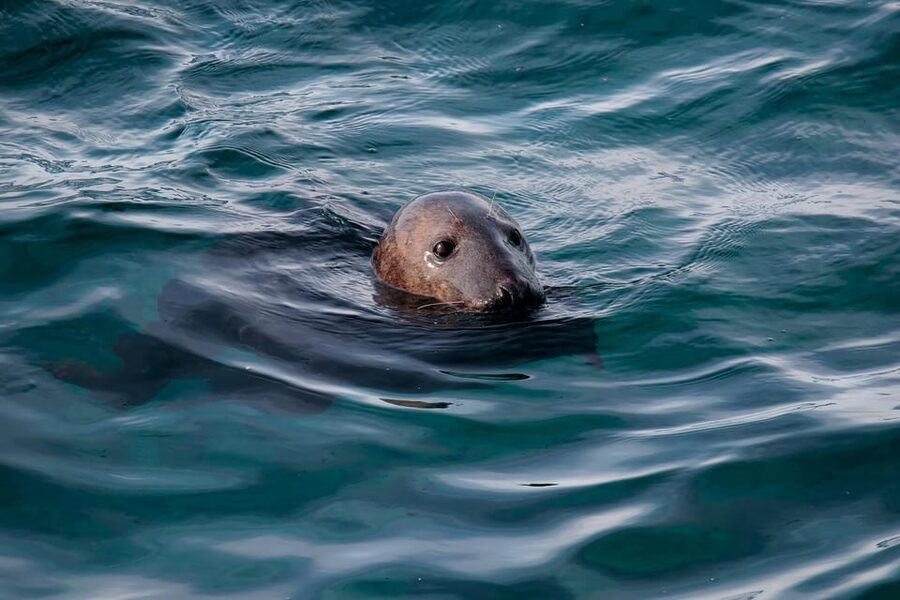 Tromsø: Orca and Whale Watching comfort heated boat Trip - Should you book Skua Nature Group’s Tromsø orca safari?