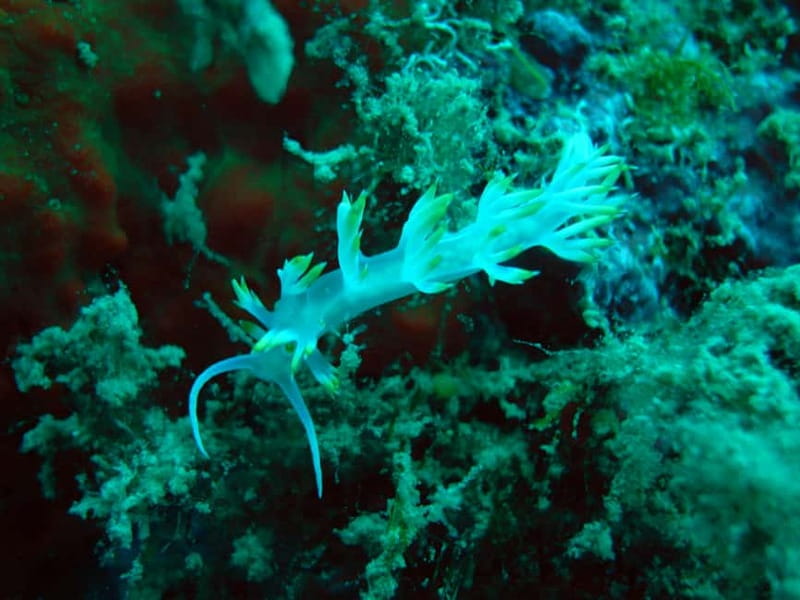 Tucepi: Snorkeling Boat Tour at the Makarska Riviera - Who This Tucepi Snorkeling Boat Tour Fits Best