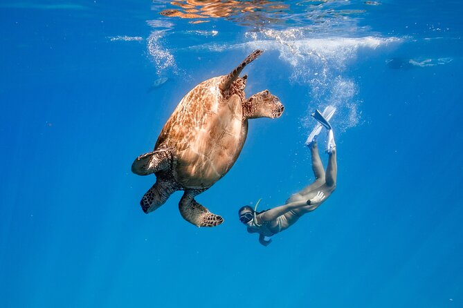 Turtle Canyon Snorkel: Semi Private Boat Tour - Key things that make this snorkel worth your time