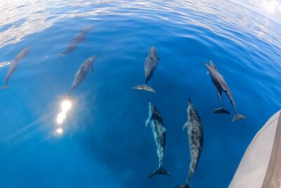 Turtle Canyon Snorkel: Semi Private Boat Tour - Price and Value at $109 for 1.5 Hours