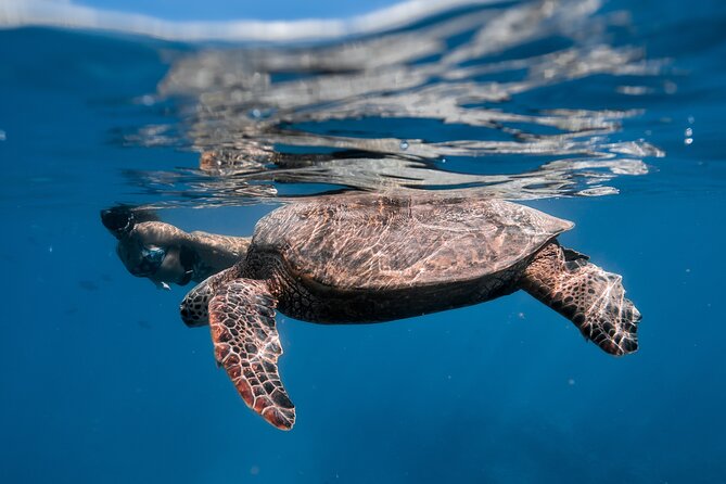 Turtle Canyon Snorkel: Semi Private Boat Tour - The First Look: Waikiki With a View