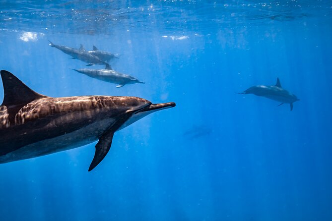 Turtle Canyon Snorkel: Semi Private Boat Tour - Turtle Canyon: How the Crew Helps You Actually Find Turtles