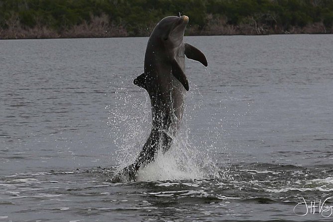 Two-Hour Everglades Dolphin, Manatee and Birding Boat Tour - Why a 2-hour Everglades boat tour works for limited time