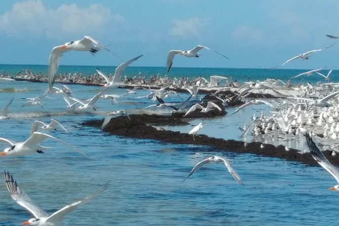 Two-Hour Everglades Dolphin, Manatee and Birding Boat Tour - Where you start: Parkway Motel & Marina and the 10,000 Islands swing