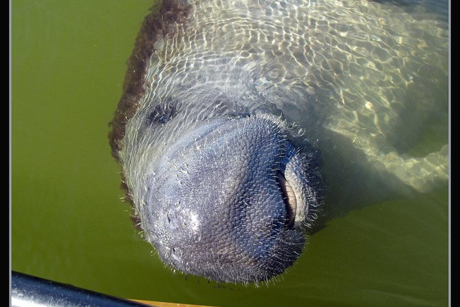 Two-Hour Everglades Dolphin, Manatee and Birding Boat Tour - Birding on the move: reading the water for raptors and waders