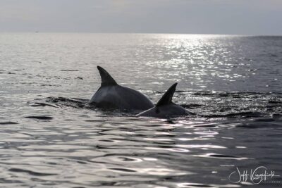 Two-Hour Everglades Dolphin, Manatee and Birding Boat Tour - Wildlife chances inside Everglades National Park: what’s realistic in two hours