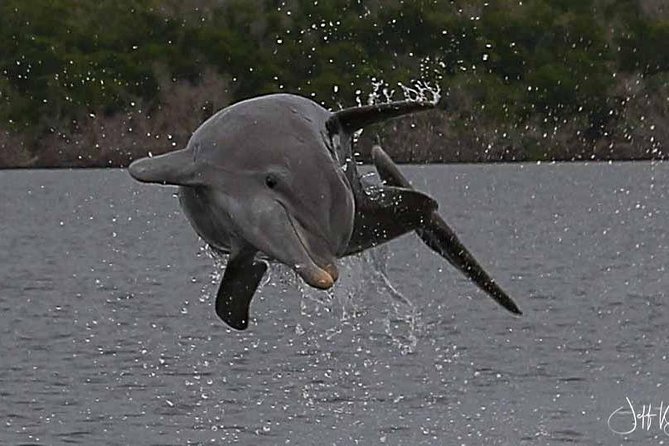 Two-Hour Everglades Dolphin, Manatee and Birding Boat Tour - Shelling stops and low-tide island time: the best way to slow down