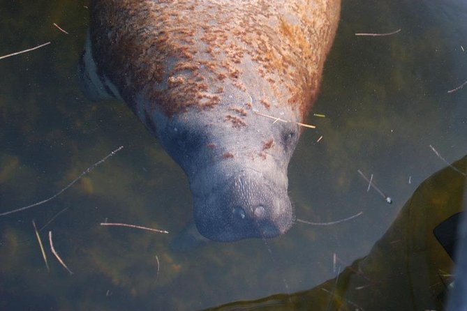 Two-Hour Everglades Dolphin, Manatee and Birding Boat Tour - What you’re paying for: value at $109.95 per person