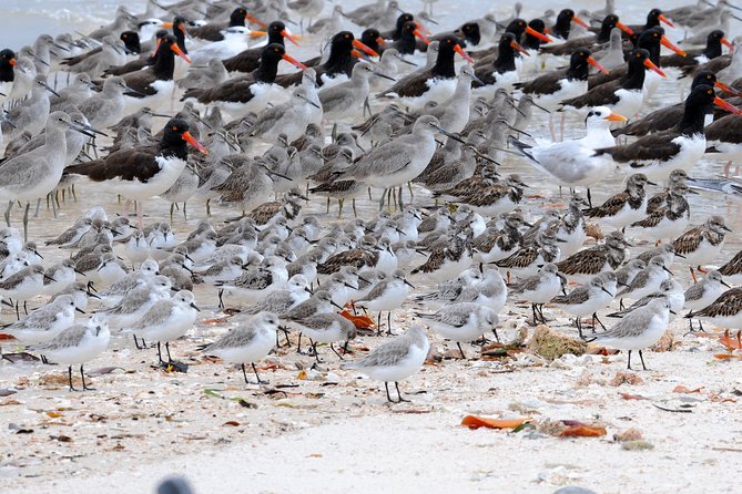 Two-Hour Everglades Dolphin, Manatee and Birding Boat Tour - Who this tour suits best (and one group to reconsider)