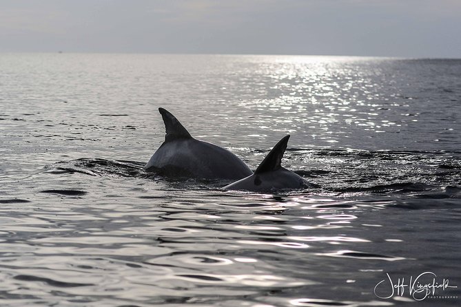 Two-Hour Everglades Dolphin, Manatee and Birding Boat Tour - Wildlife chances inside Everglades National Park: what’s realistic in two hours