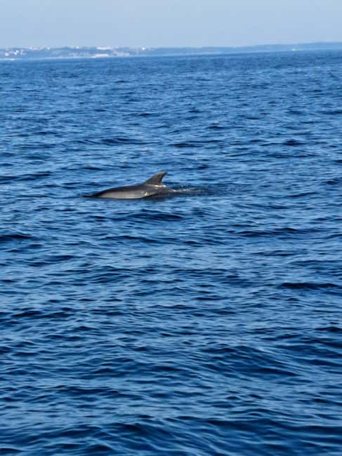 Umag: Snorkeling & dolphinwatching morning boat tour - Key things to know before you go