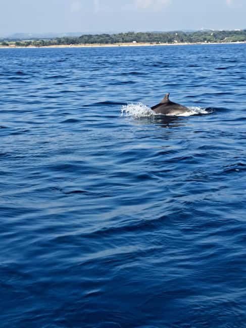 Umag: Snorkeling & dolphinwatching morning boat tour - Leaving Umag for the dolphin-protected area (the first 45 minutes)