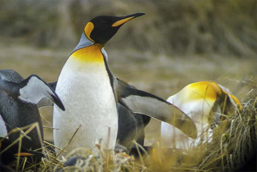 Ushuaia: Beagle Channel Boat Tour and Penguin Experience - Key Points You Should Know Before You Go