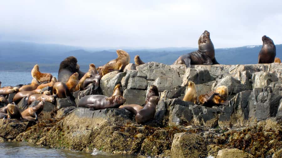 Ushuaia: Beagle Channel Boat Tour and Penguin Experience - Martillo Island Penguin Walk: What Close-Up Really Means