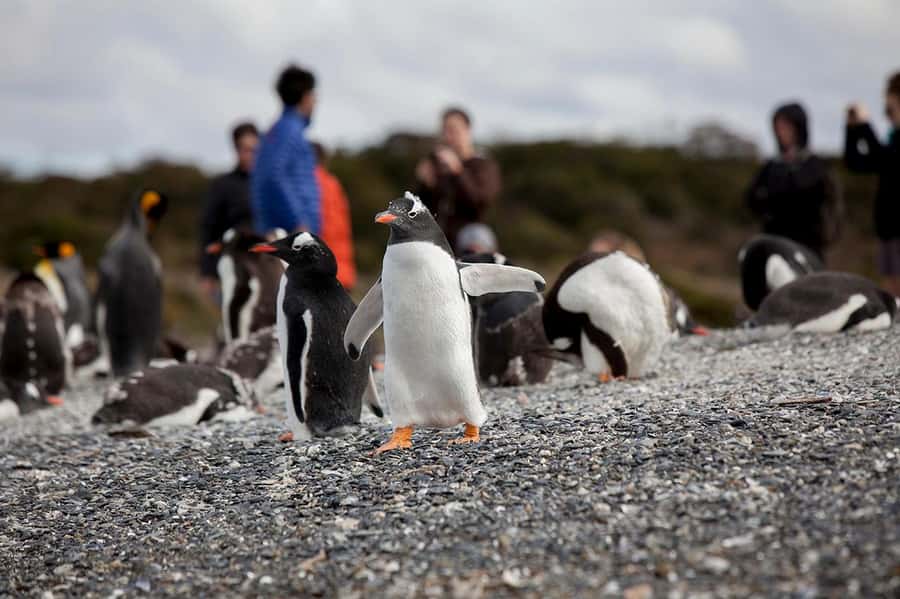 Ushuaia: Beagle Channel Boat Tour and Penguin Experience - The Harberton Ranch Connection and Route 3 Scenery