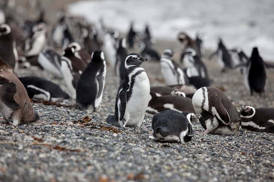 Ushuaia: Beagle Channel Boat Tour and Penguin Experience - Price and What You Still Need to Pay in Cash