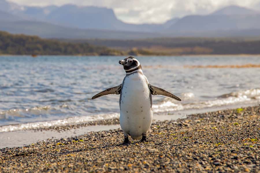 Ushuaia: Beagle Channel Boat Tour and Penguin Experience - Should You Book the Ushuaia Beagle Channel and Penguin Day?