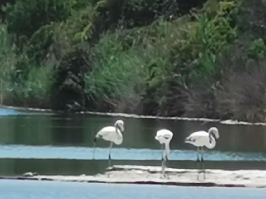 Valencia: Albufera Natural Park Bike and Boat Tour - Stop in El Saler: Food Break Before the 13:15 Boat