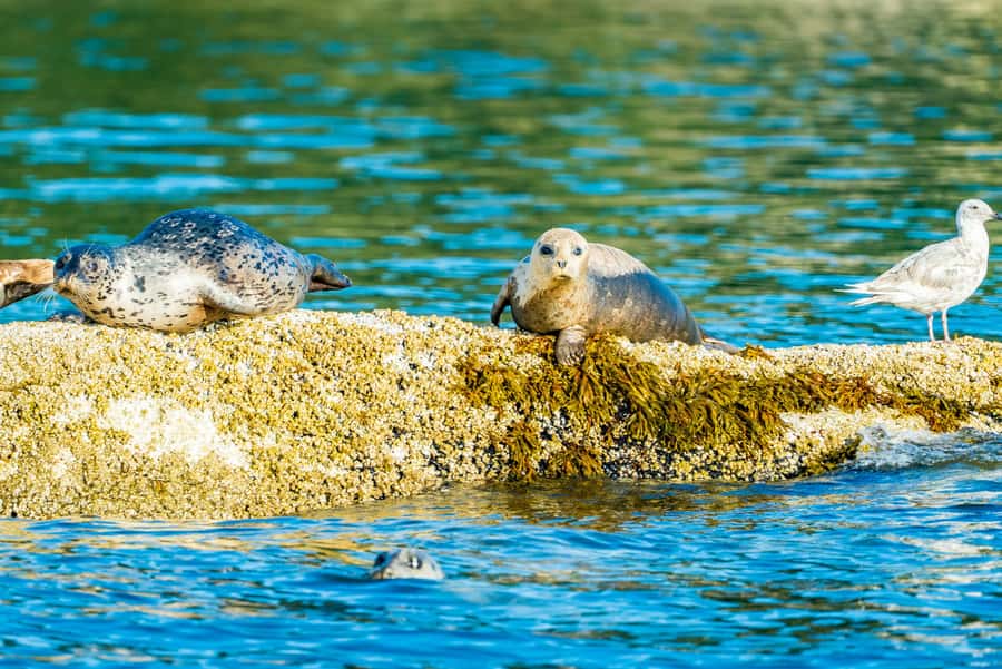 Vancouver: City and Seal Boat Tour - The 90-Minute Route That Makes Vancouver Feel Bigger
