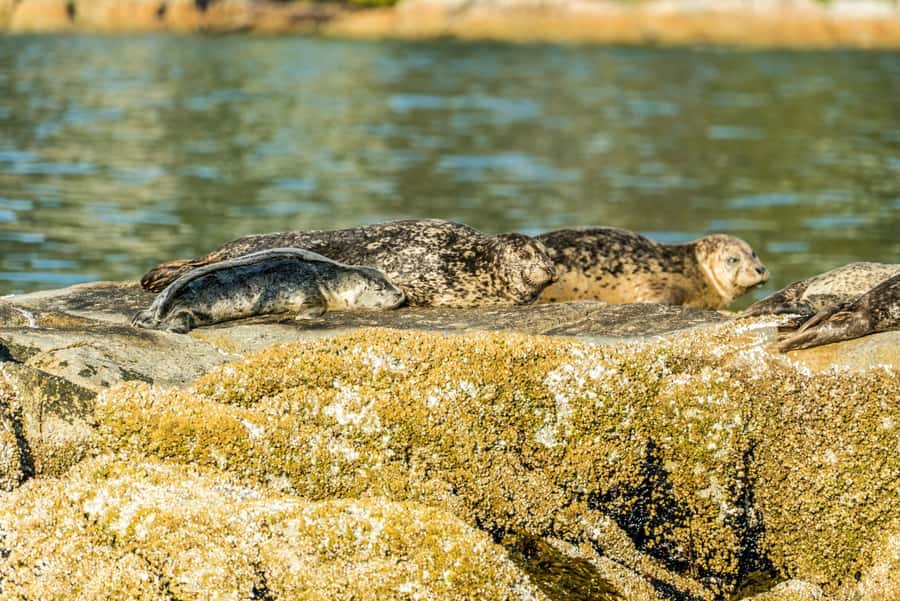Vancouver: City and Seal Boat Tour - Timing Tips: Get the Most Out of Your Day