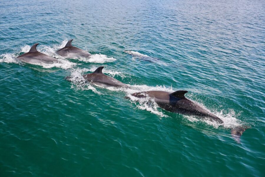 Vilamoura: Boat Tour Dolphin Quest & Marine Life Search - Safety briefing and the guided dolphin search that drives the whole day