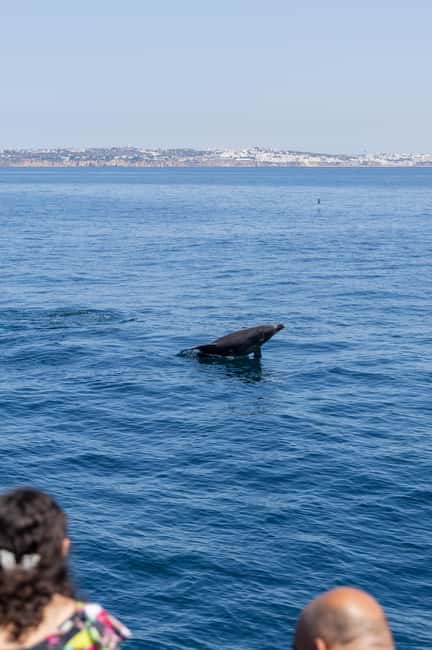 Vilamoura: Boat Tour Dolphin Quest & Marine Life Search - Photo stop and cruise time: where the Algarve shows up