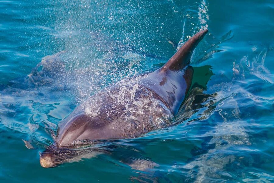 Vilamoura: Boat Tour Dolphin Quest & Marine Life Search - Seeing dolphins in the wild: what to realistically expect