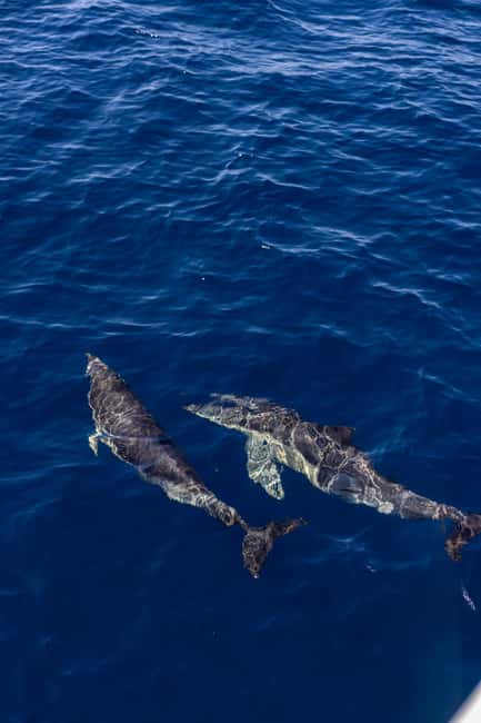 Vilamoura: Boat Tour Dolphin Quest & Marine Life Search - Crew and guide: what “good” looks like on this kind of tour