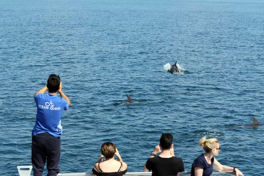 Vilamoura: Boat Tour Dolphin Quest & Marine Life Search - Price and value: does $47 feel fair for 2 hours?