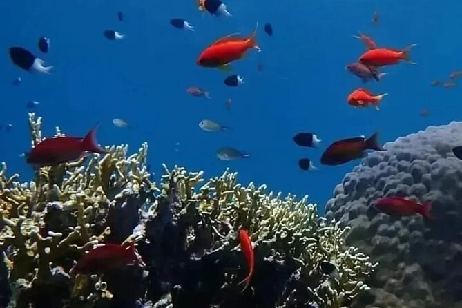 VIP Ras Mohamed and White Island boat trip - White Island sandbank: the fun break after coral time