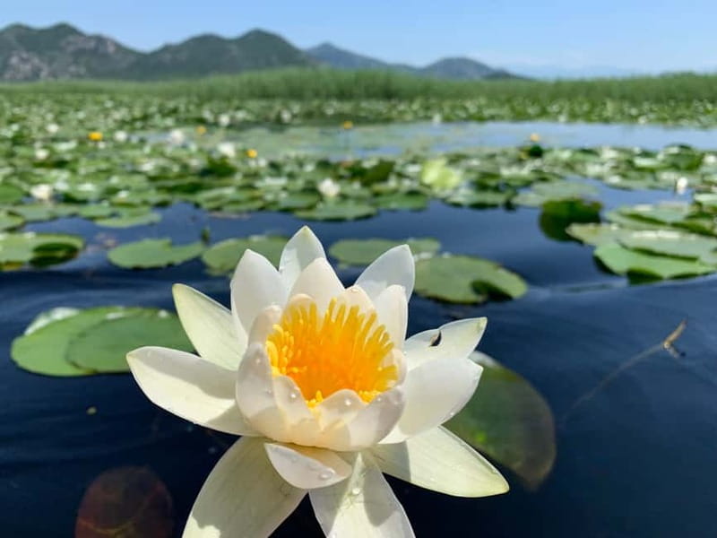 Virpazar: Private & Group Guided Lake Skadar Boat Tour - Kamenik and the final sailing minutes