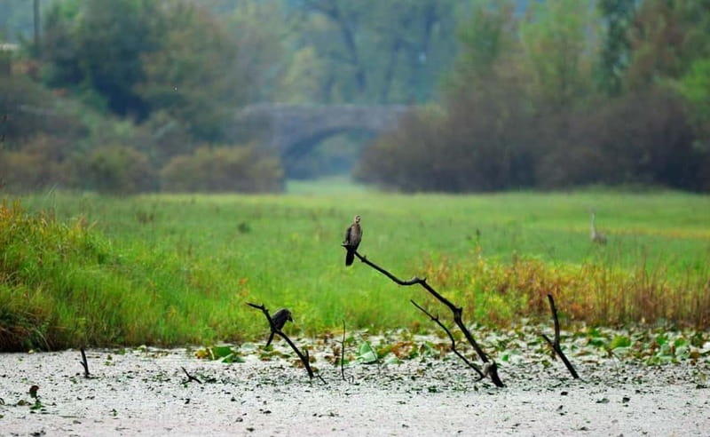 Virpazar: Skadar Lake National Park Guided Boat Tour - The Swim Stop: a simple option that changes the whole trip