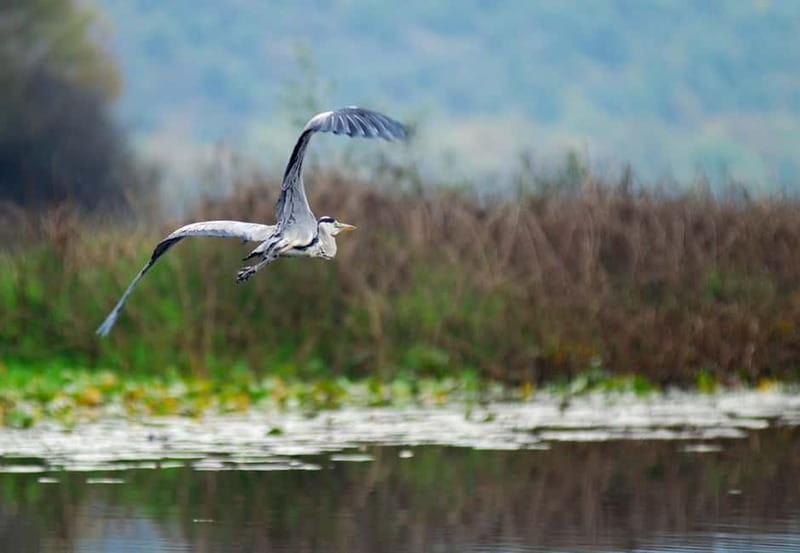 Virpazar: Skadar Lake National Park Guided Boat Tour - Price, drinks, and what $25 really buys you