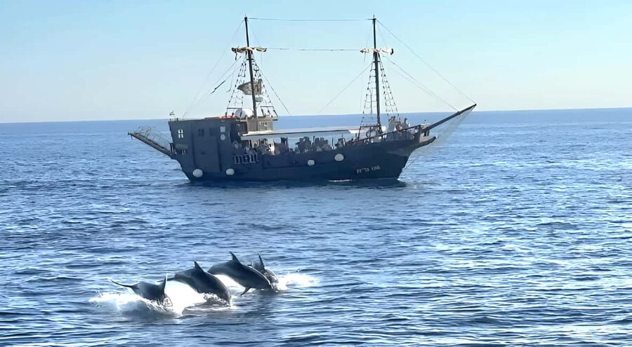 Vrsar: Dolphin Watching Boat Ride - Key things I think are worth your attention