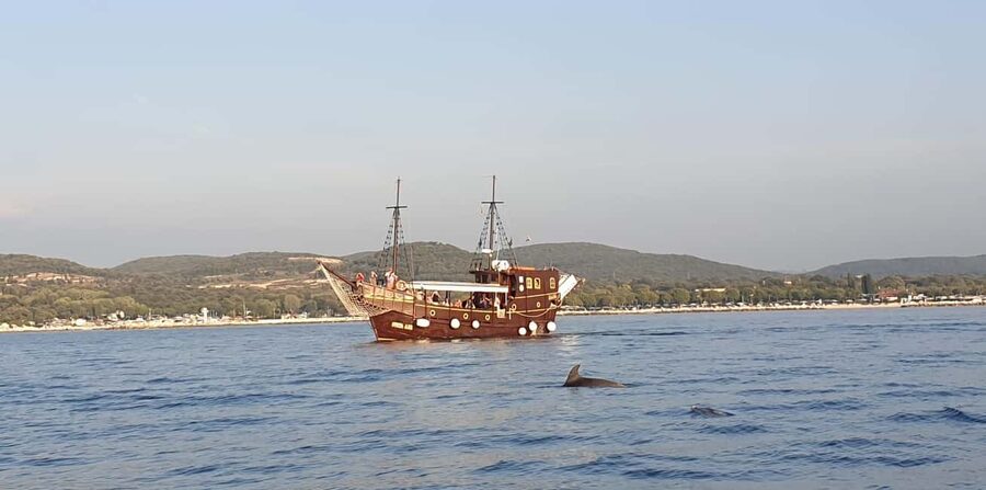 Vrsar: Dolphin Watching Boat Ride - Price and What You’re Actually Getting for $29