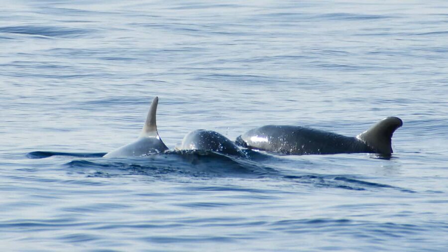 Vrsar: Dolphin Watching Boat Ride - Who This Tour Works Best For (and When to Think Twice)