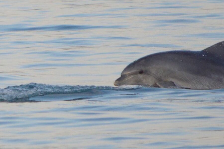 Vrsar: Dolphin Watching Boat Tour including Drinks - Finding Lidija Tours near La Rosa 2 in Vrsar