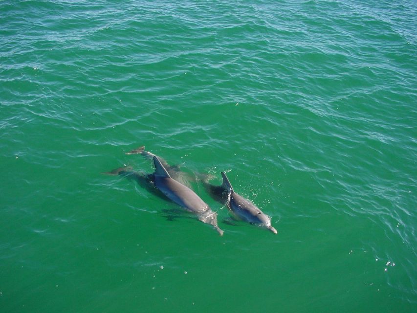 Vrsar: Dolphin Watching Boat Tour including Drinks - Sunset over the Adriatic: what makes the timing feel right