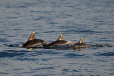 Vrsar: Dolphin Watching Boat Tour including Drinks - The 2-hour sailing flow: Vrsar departure to dolphin areas