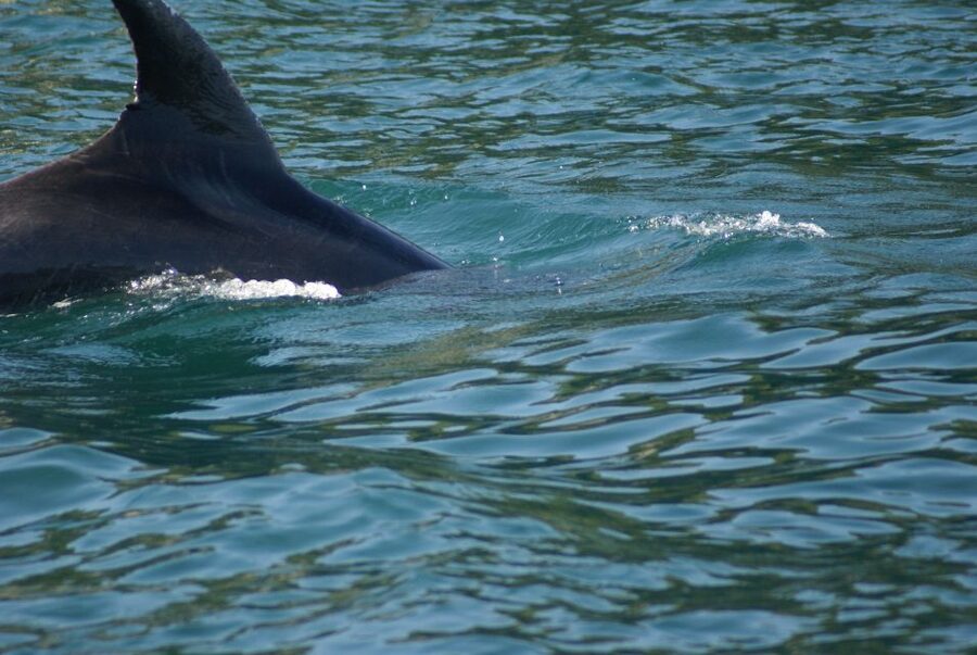 Vrsar: Dolphin Watching Boat Tour including Drinks - Dolphin watching that respects wild animals