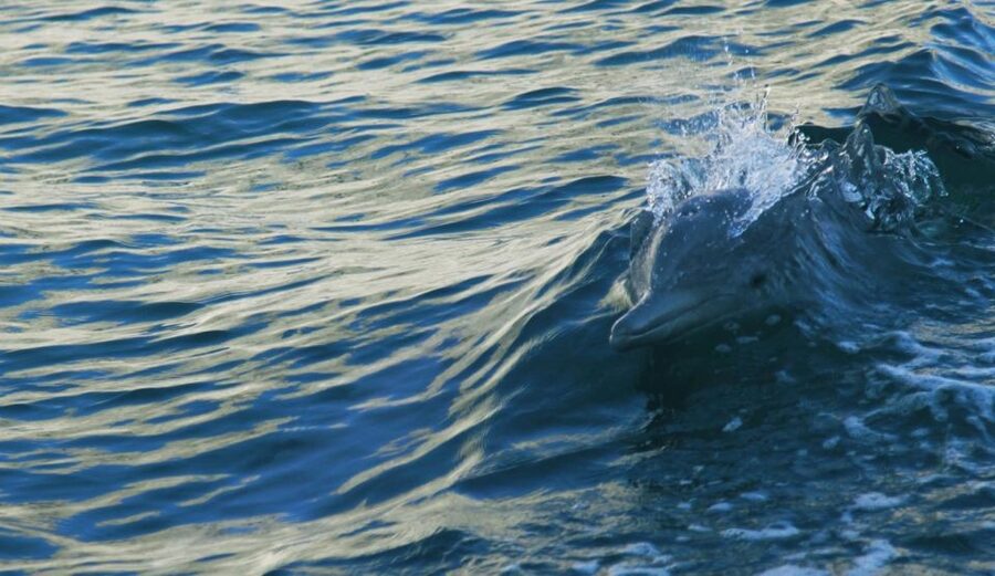 Vrsar: Dolphin Watching Boat Tour including Drinks - Drinks on board: wine, juice, water, and the beer reality