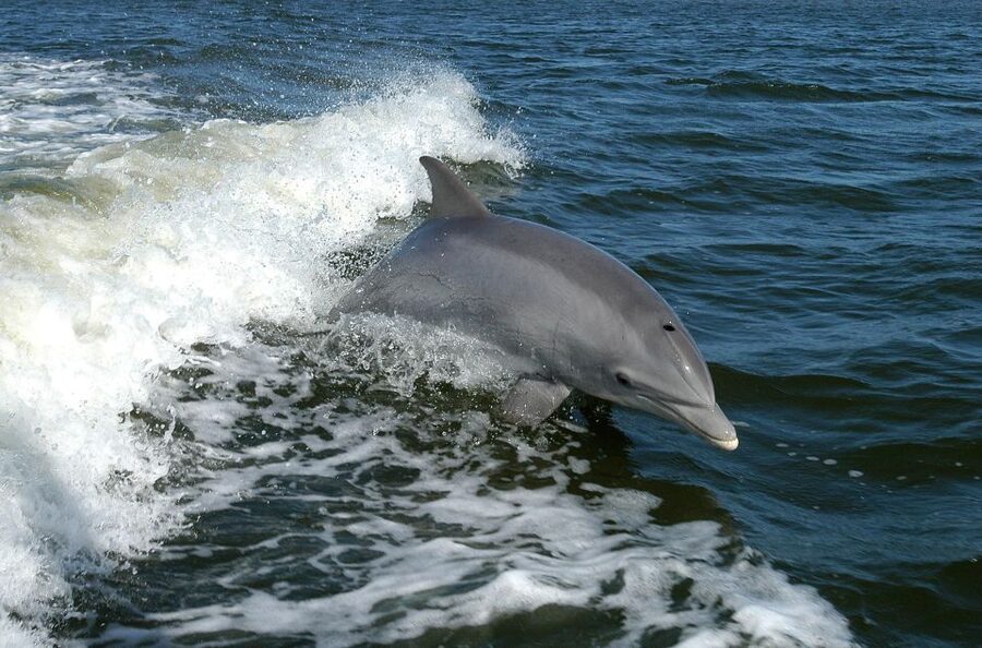 Vrsar: Dolphin Watching Boat Tour including Drinks - What the crew actually does for your experience