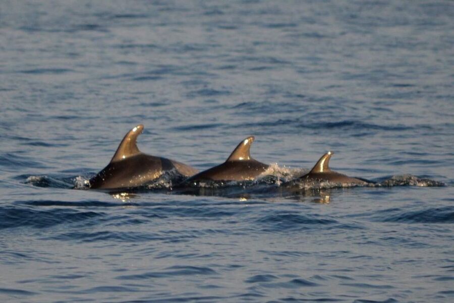 Vrsar: Dolphin Watching Boat Tour including Drinks - The 2-hour sailing flow: Vrsar departure to dolphin areas