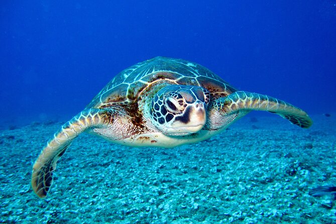 Waikiki: Turtle Canyon Snorkel - Why Turtle Canyon Snorkeling Off Waikiki Is So Popular